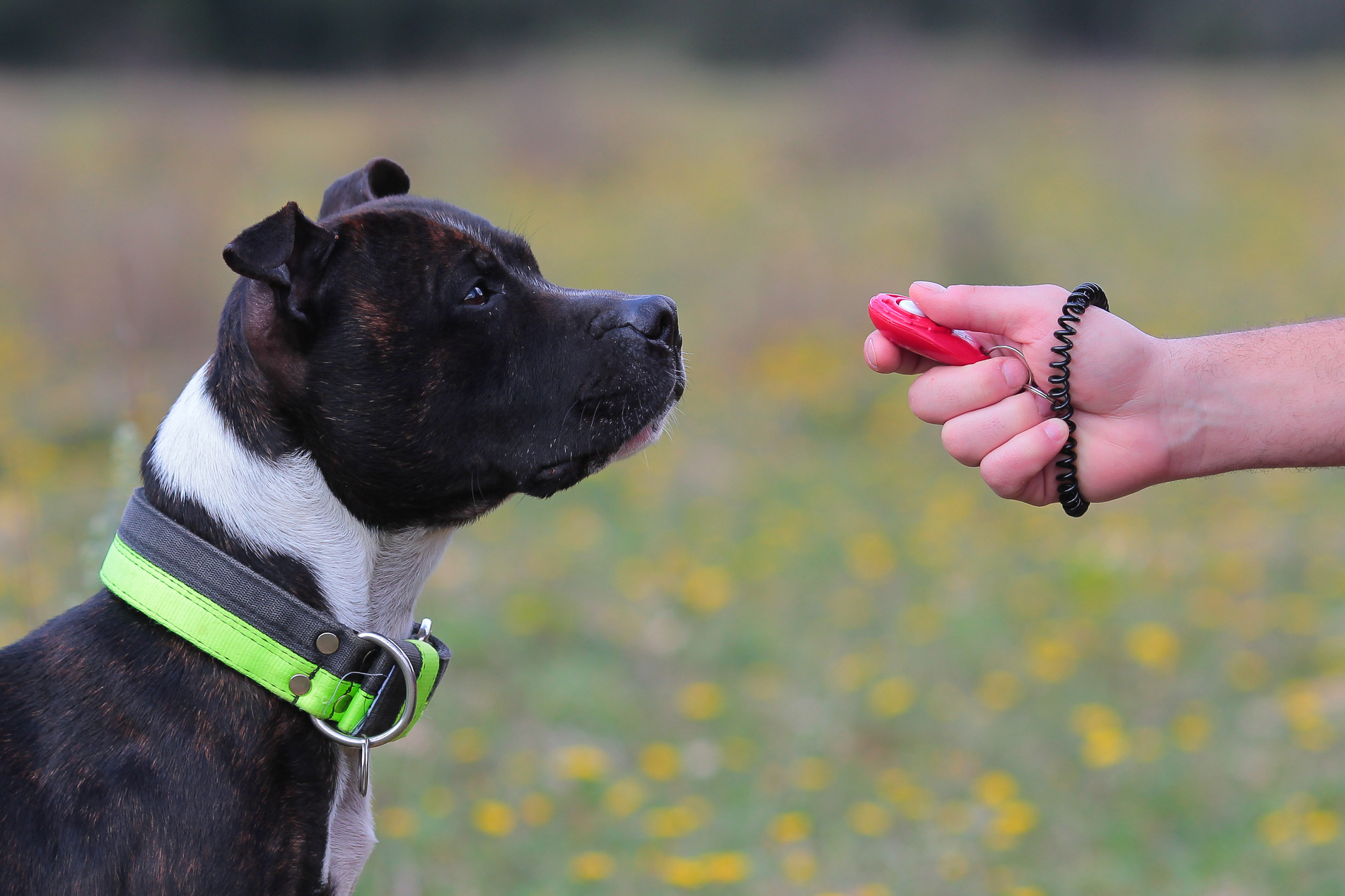 Clicker training