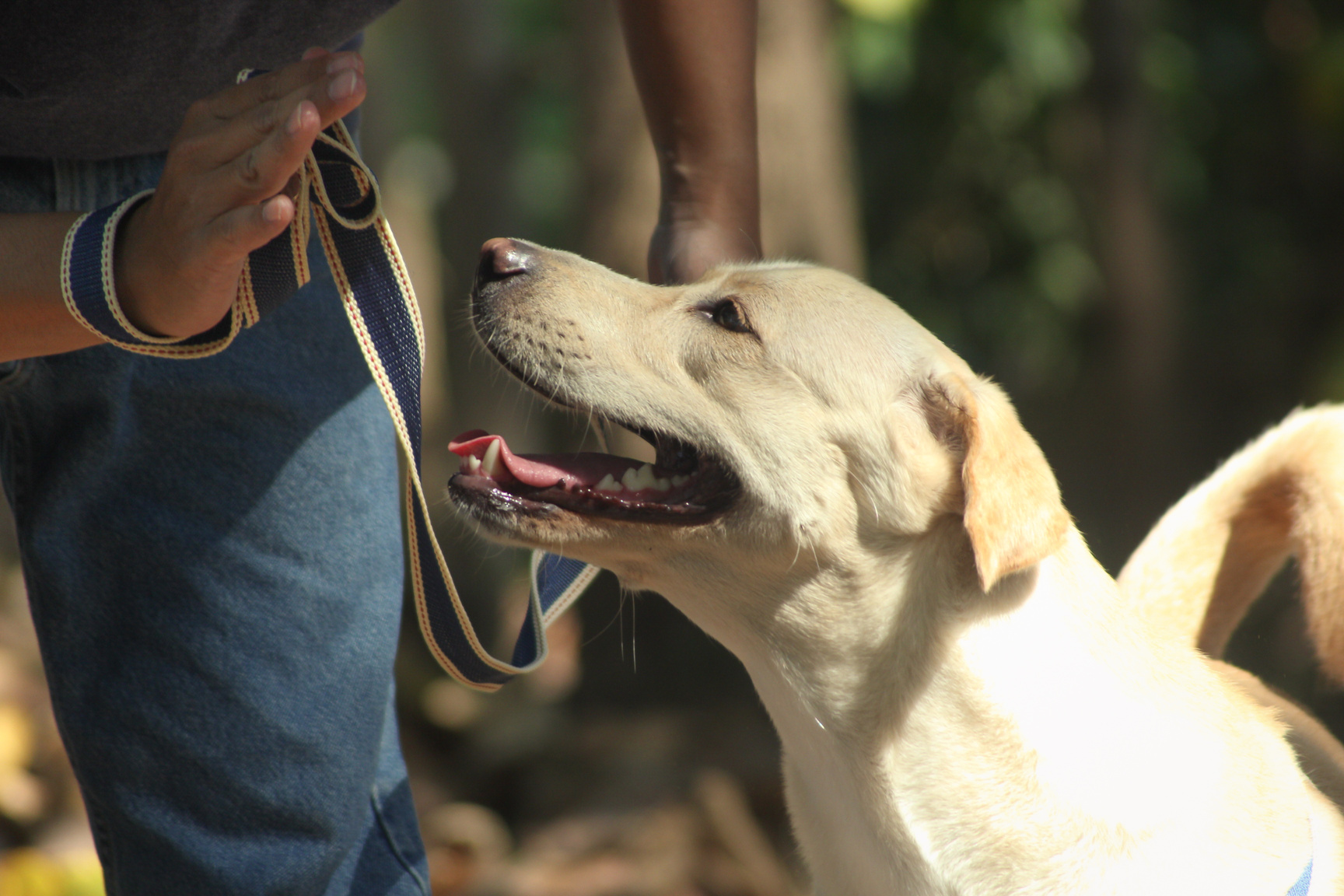 dog training yellow labrador retriever