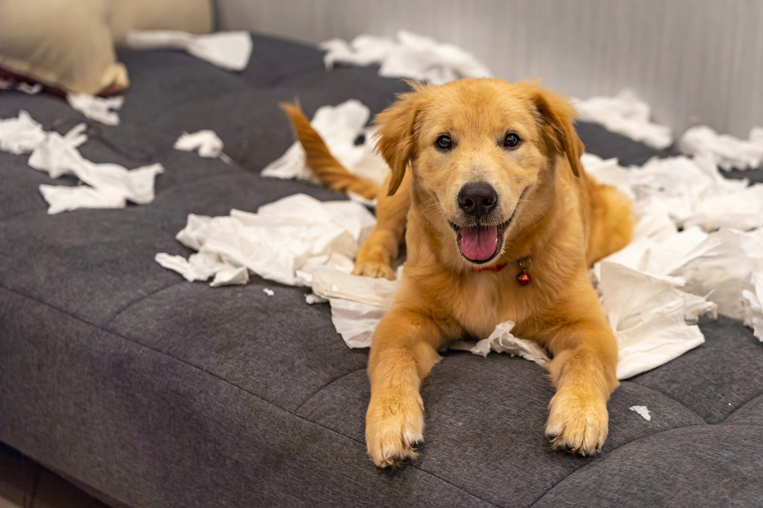 Portrait of naughty young golden dog playing toilet papers